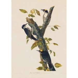   Robert Havell   24 x 34 inches   Three Toed Woodpecker