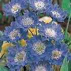 25+ BLUE SCABIOSA PINCUSHION FLOWER SEEDS / PERENNIAL