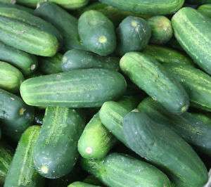 Homemade Pickles BEST Pickling Cucumber Seeds  