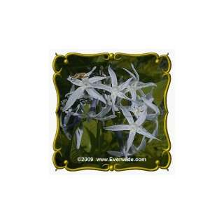  1 Lb Blue Star (Amsonia illustris) Bulk Wildflower Seeds 