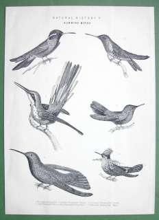 HUMMING BIRDS   1882 Antique Print  