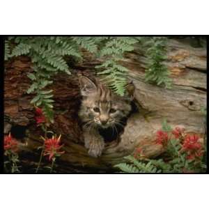  Baby Canvas Art Bobcat,summer,young kitten 