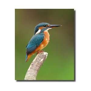  Kingfisher Giclee Print