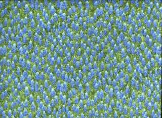 LT BLUE TEXAS BLUEBONNETS 32366 14 Cotton Quilt Fabric  