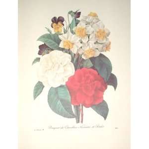 Redoute Botanical Print #13 Camellia Bouquet Everything 