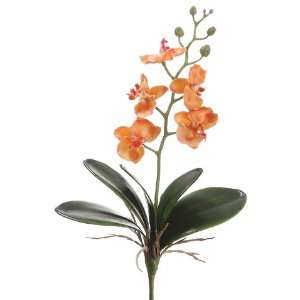 11 Mini Phalaenopsis Orchid Plant Two Tone Orange (Pack of 