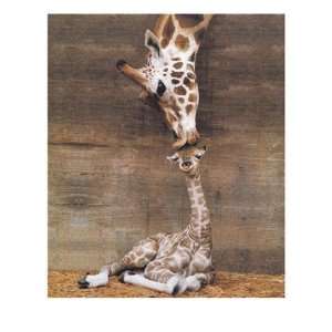  Ron Draine   Makulu   Giraffe First Kiss Canvas