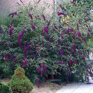 Butterfly Bush Black Night