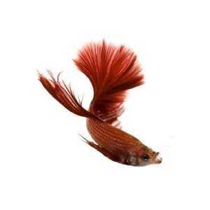  Red Siamese Fighting Fish   Peel and Stick Wall Decal by 
