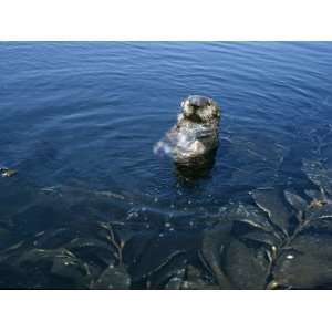  Sea Otter (Enhydra Lutris) with Head Above Water 