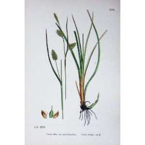    Botany Plants C1902 Tawny Sedge Carex Fulva Colour