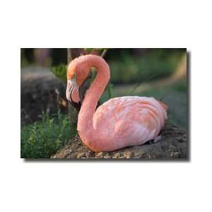  Caribbean Flamingo Giclee Print