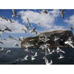 Herring Gulls, Following Fishing Boat with Bass Rock Behind, Firth of 