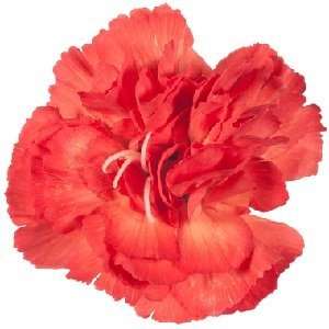  Carnation fragrance oil Beauty