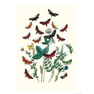  Moths A. Infausta, I. Globularioe Giclee Poster Print by 