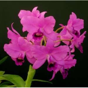 Cattleya bowringiana superba Augusta Grocery & Gourmet Food