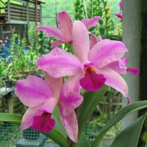 C120 Orchid Plant Cattleya violacea Grocery & Gourmet Food