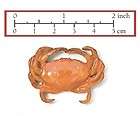 dungeness crab  