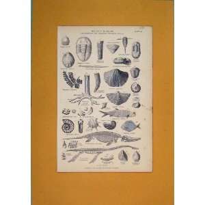 Organic Remains Geologial System C1879 Fish Shell Print 