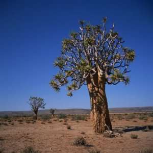  Quivertree or Kokerboom in Flower, Namibia, Africa 