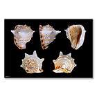 Giant Cassis Cornuta Seashell HELMET CONCH 7 7/8 Tall 9 Wide 10 