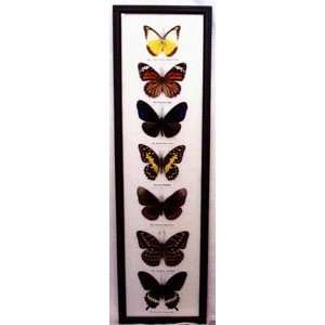  World Buyers   7 Butterflies In A Black Frame