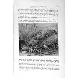    NATURAL HISTORY 1896 CRUSTACEANS CRAYFISH PRAWN