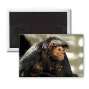  A spider monkey with baby   3x2 inch Fridge Magnet   large 