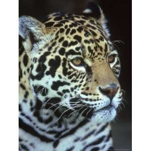  Jaguar, Panthera Onca, Endangered, Mexico Photographic 