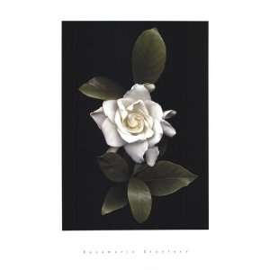  Gardenia Glory by Rosemarie Stanford 18x26
