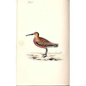  Curlew Tringa Meyer H/C Birds 1842 50