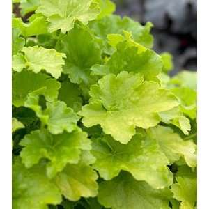  Coral Bells Citronelle Patio, Lawn & Garden