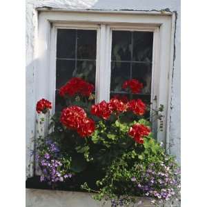  Window Box with Pelargonium & Lobelia, White Painted Wall Clovelly 