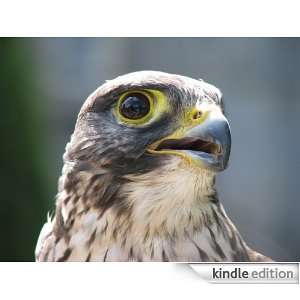 Falcon   Animal Kingdom App Book Shop  Kindle Store