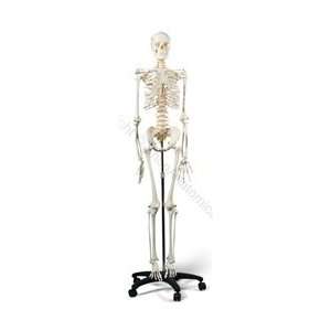  Premium Skeleton Model (Made in USA) 