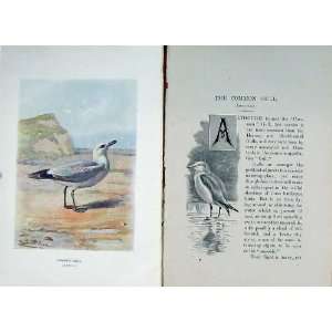   1901 Swaysland Wild Birds Common Gull Thorburn Colour