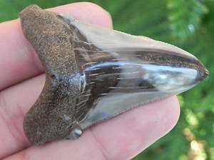   shark tooth teeth 100 % REAL FOSSIL MEGALODON SHARKS TOOTH   