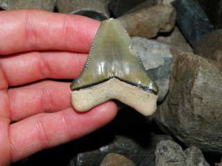 Green Central Florida Fossil Megalodon Shark Tooth  