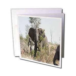 com Angelique Cajam Safari Elephants   South African Elephants eating 