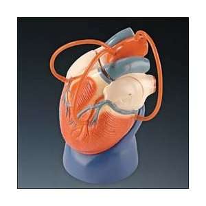 Life Size Heart Model   Coronary Bypass Edition  