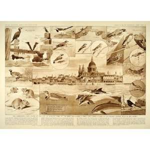  1954 London Fauna Birds Mammals Rats Neave Parker Print 