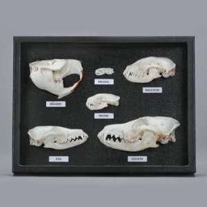  Mammal Half Skull Set Industrial & Scientific