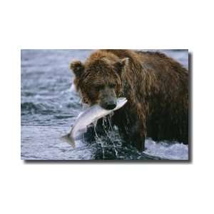  Brown Grizzly Bear Katmai National Park Alaska Giclee 