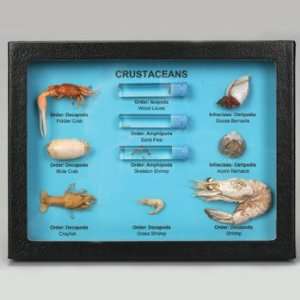 Crustacean Collection Biorama(tm)  Industrial & Scientific