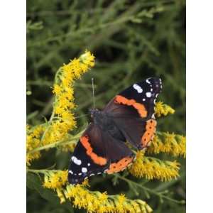 Newly Emerged Red Admiral Butterfly, Vanessa Atalanta, on a Flower 