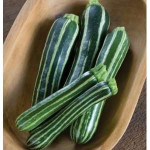   Green Hybrid Zucchini Safari (Cucurbita pepo) 25 Seeds per Packet
