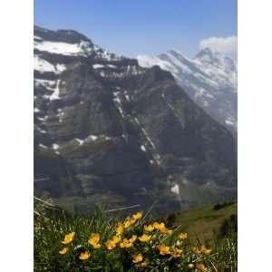  Mountain Flowers, Kleine Scheidegg, Bernese Oberland 