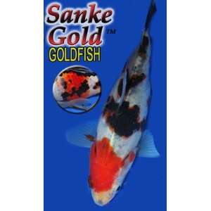  Rare Sanke Gold Goldfish (3 Count)