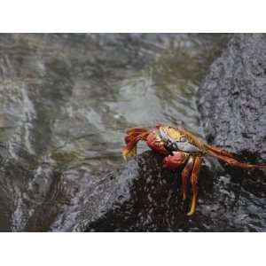 Sally Lightfoot Crab, Grapsus Grapsus, Santa Cruz, Galapagos Islands 