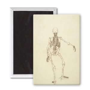Study of the Human Figure, Posterior View,   3x2 inch Fridge Magnet 